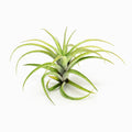 Tillandsia flexuosa ‘Vivipara’ Air Plant