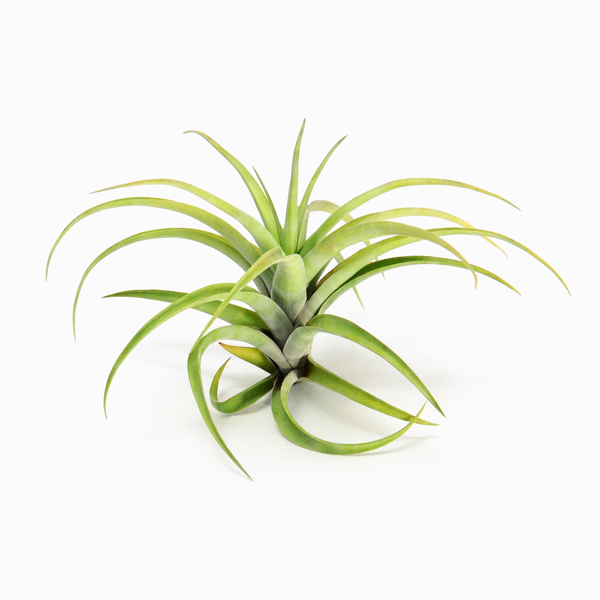 Tillandsia flexuosa ‘Vivipara’ Air Plant