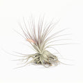 Tillandsia gardneri Air Plant