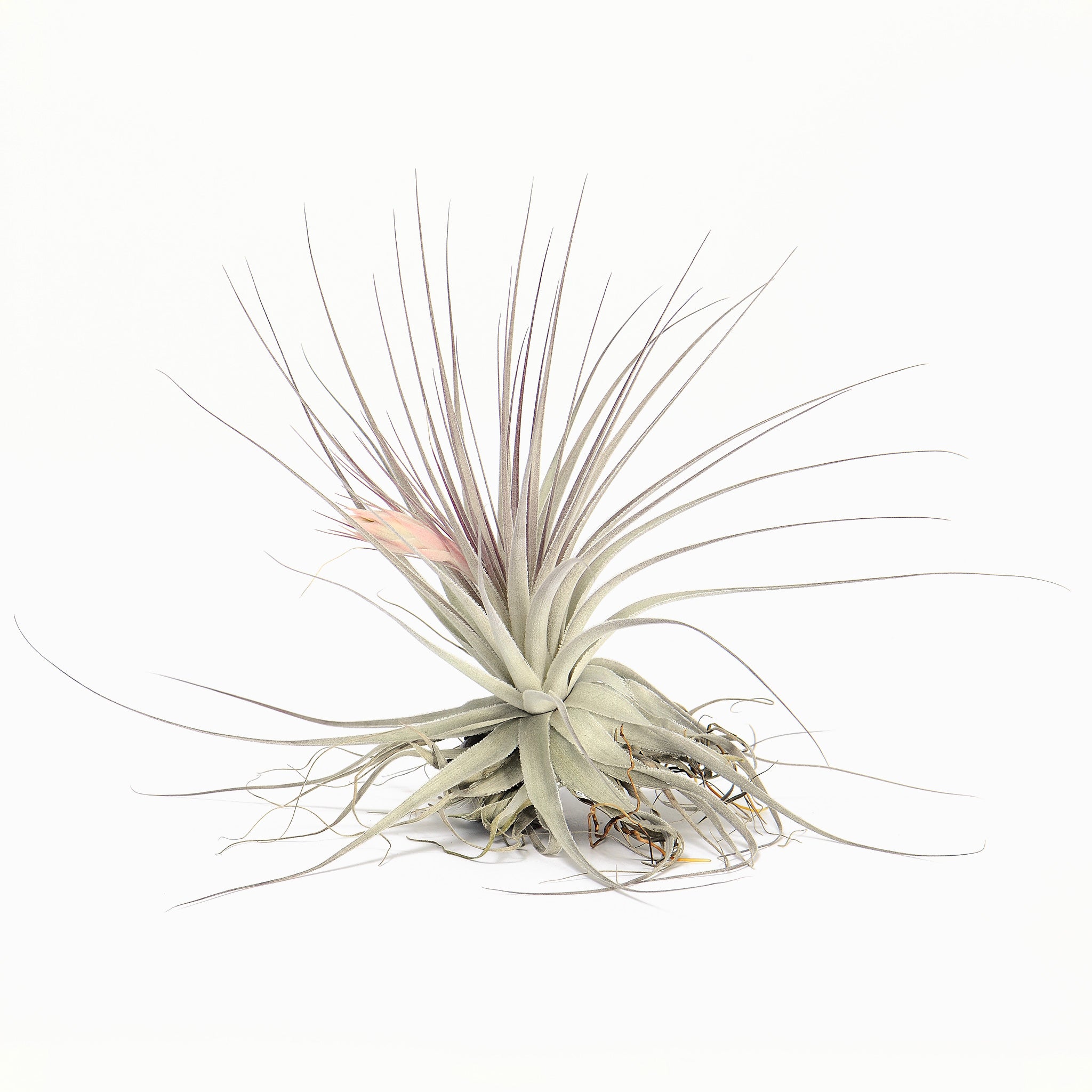 Tillandsia gardneri Air Plant