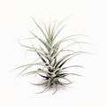 Tillandsia straminea ‘Small Caulescent’ Air Plant