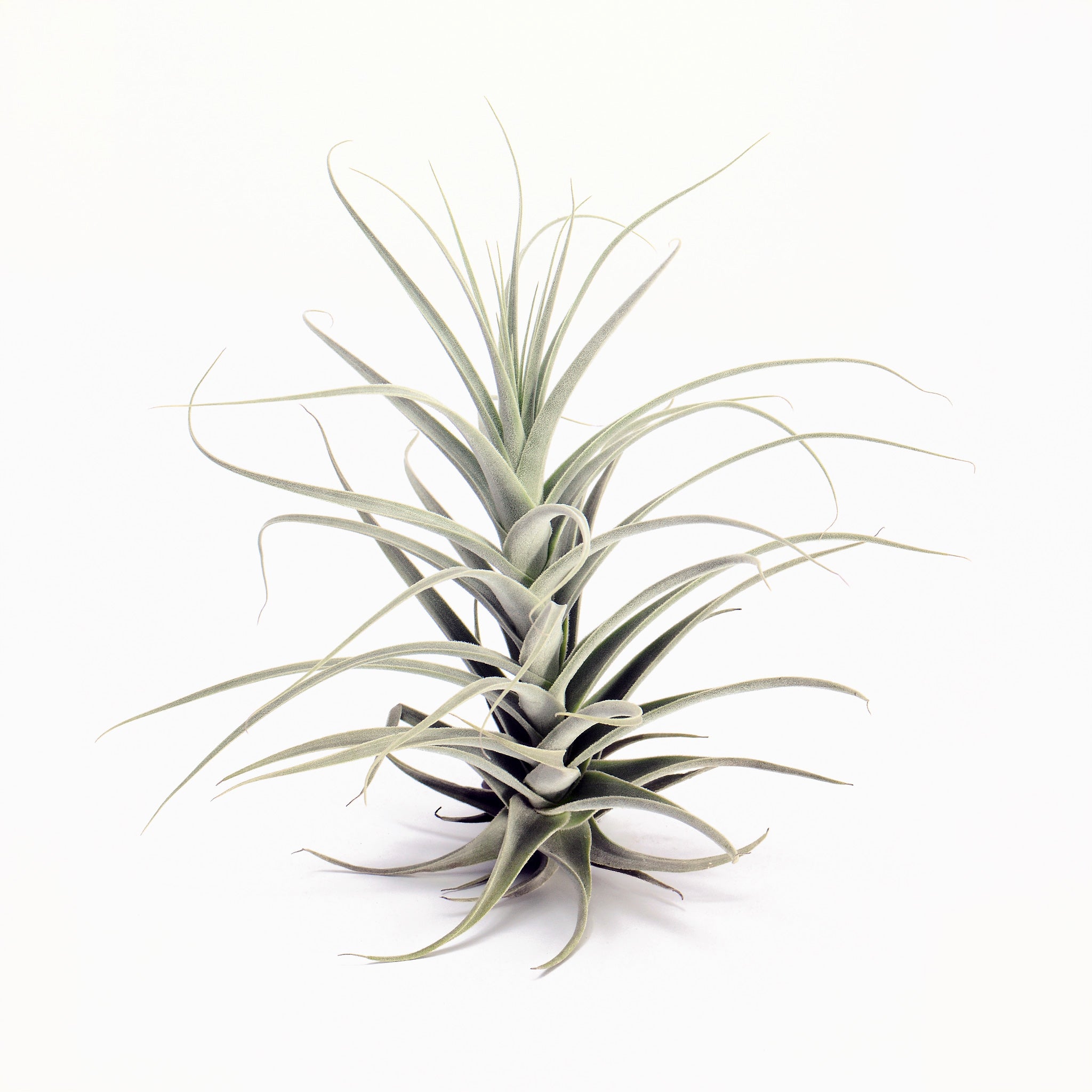 Tillandsia straminea ‘Small Caulescent’ Air Plant