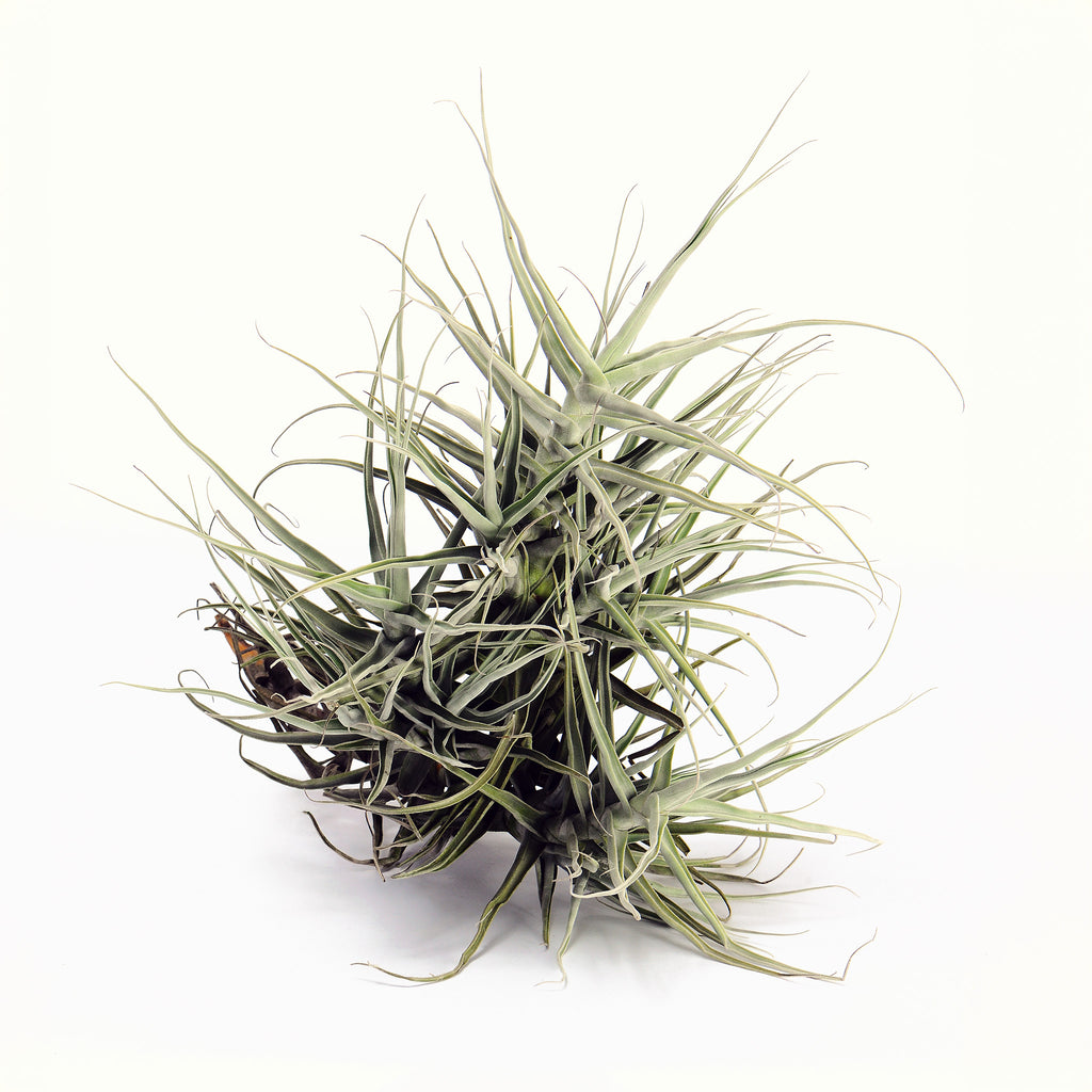Tillandsia Aff duratii Bolivia Air Plant