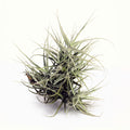 Tillandsia Aff duratii Bolivia Air Plant