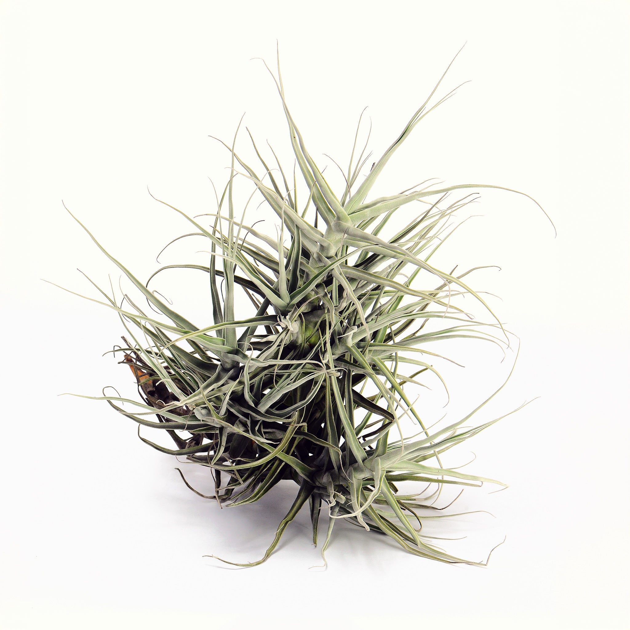 Tillandsia Aff duratii Bolivia Air Plant