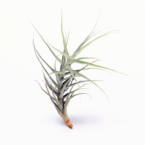 Tillandsia Aff duratii Bolivia Air Plant