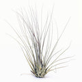 Tillandsia disticha Giant Air Plant