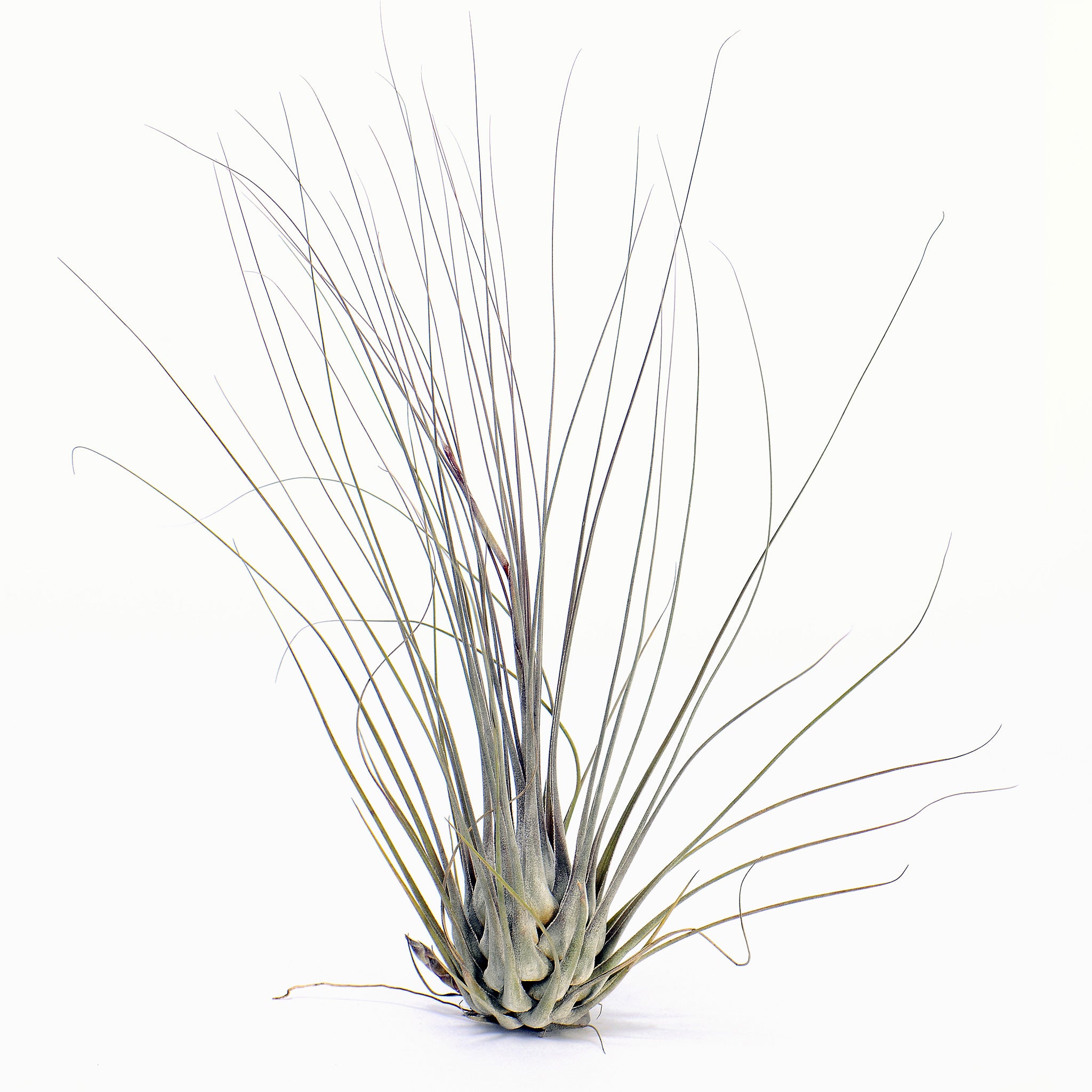 Tillandsia disticha Giant Air Plant