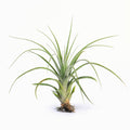 Tillandsia streptophylla x fasciculata Air Plant