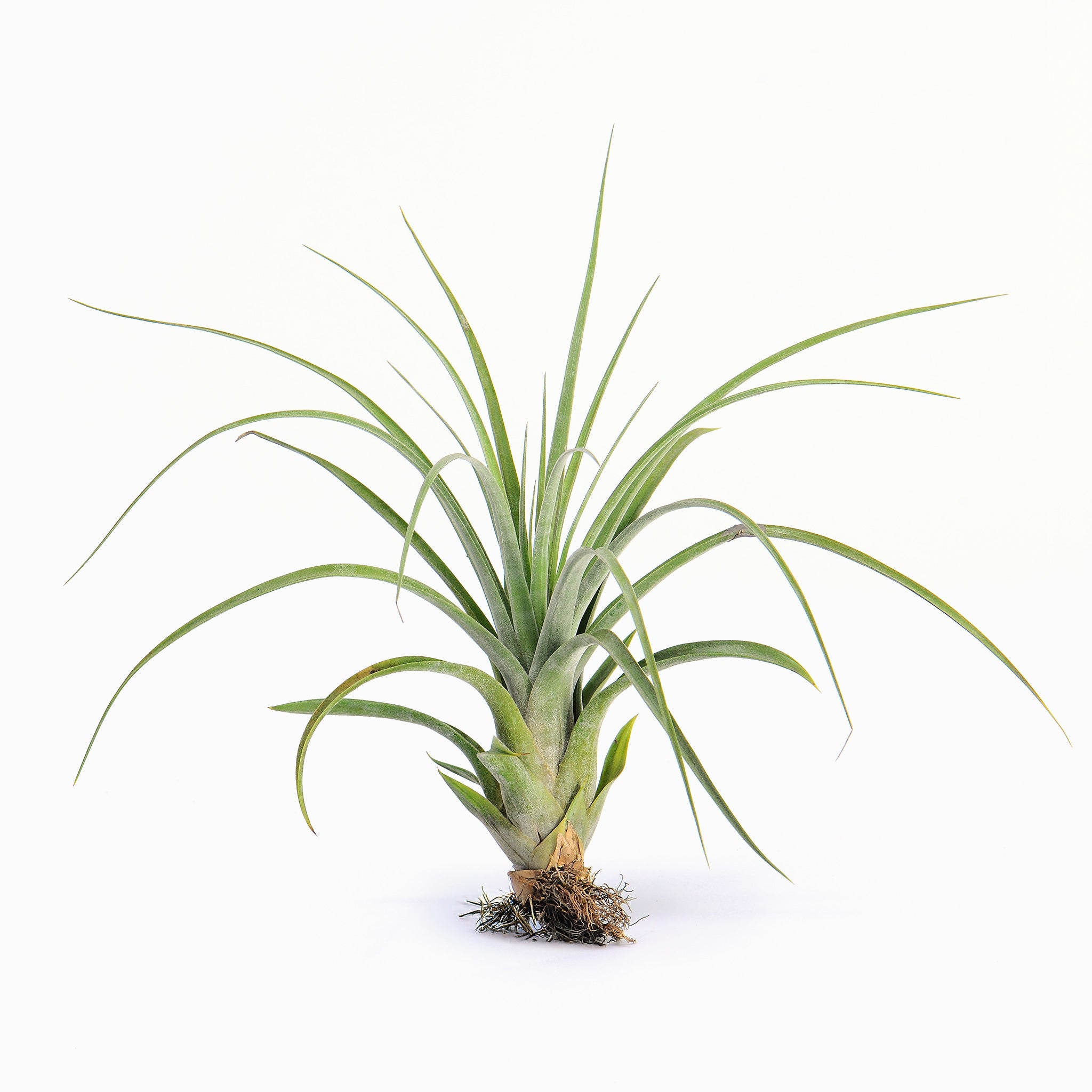 Tillandsia streptophylla x fasciculata Air Plant