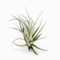 Tillandsia recurvifolia var. subsecundifolia Air Plant