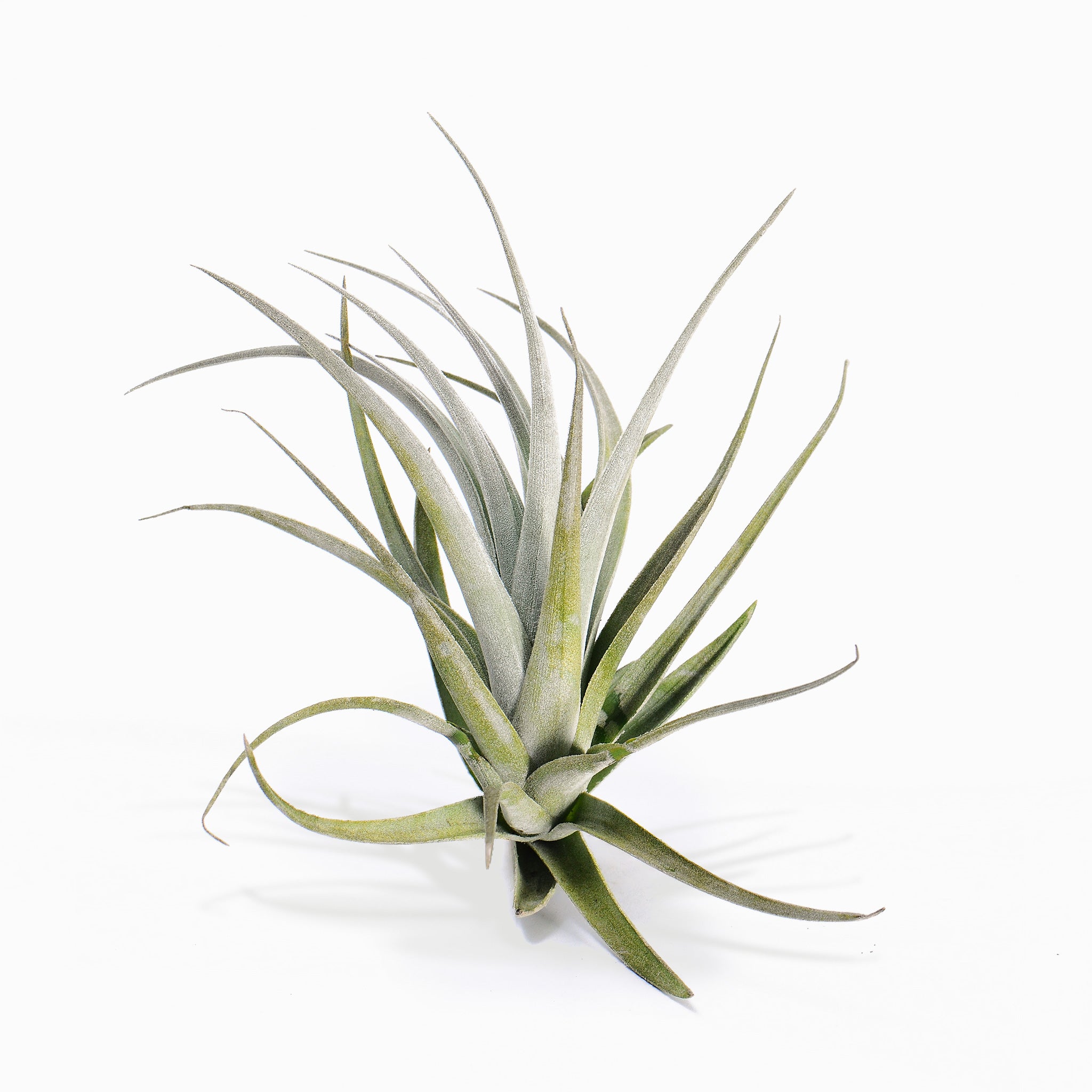 Tillandsia recurvifolia var. subsecundifolia Air Plant