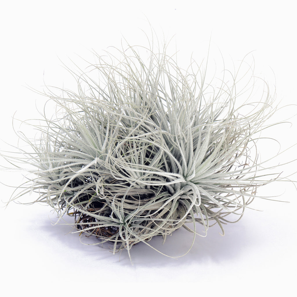 Tillandsia tectorum Air Plant