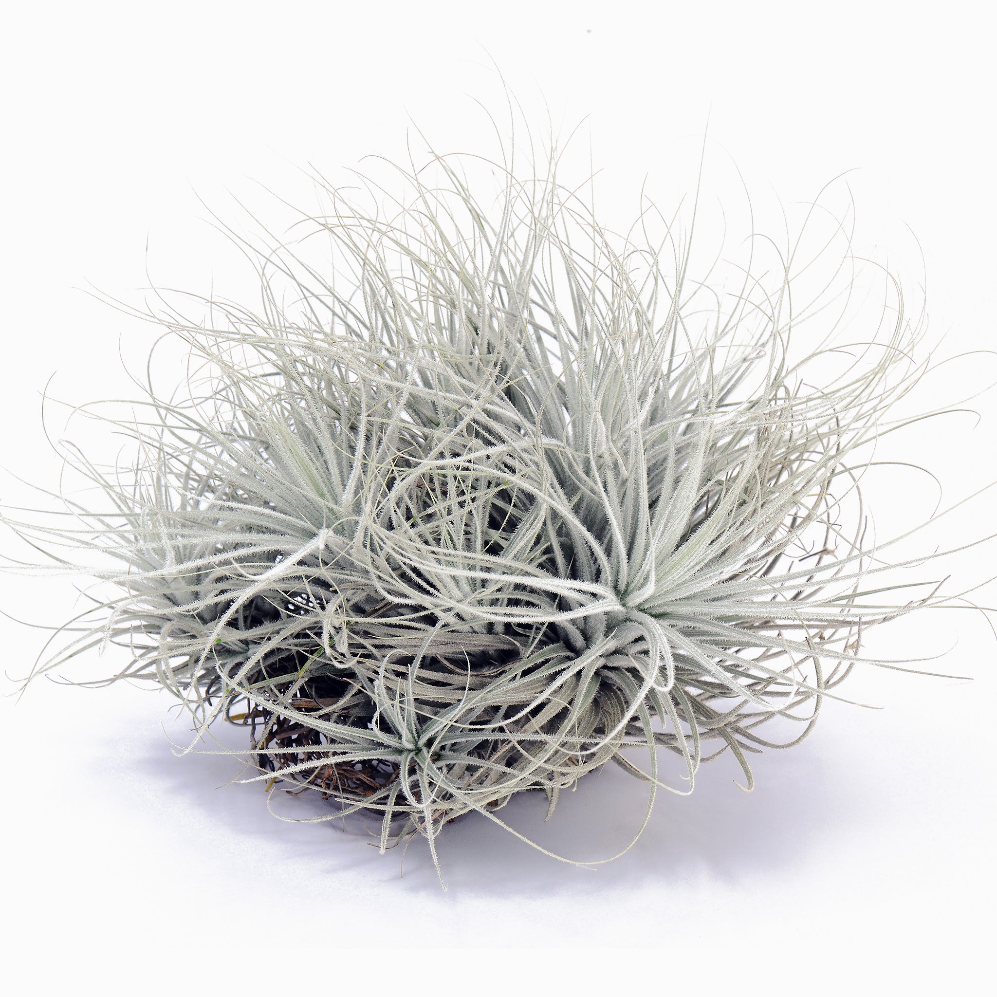 Tillandsia tectorum Air Plant