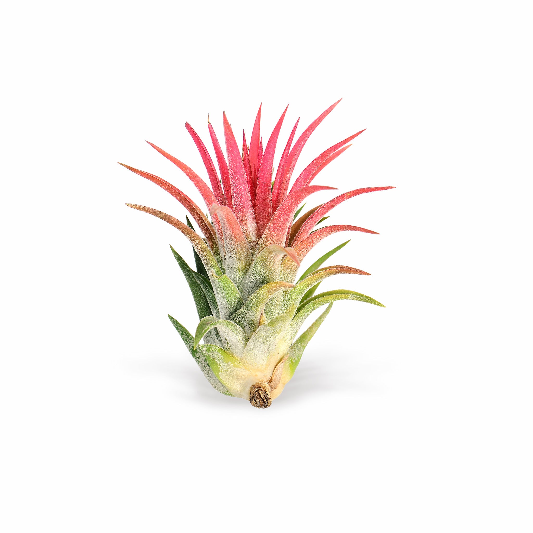 Tillandsia ionantha ‘Ron’ (Asian Form)
