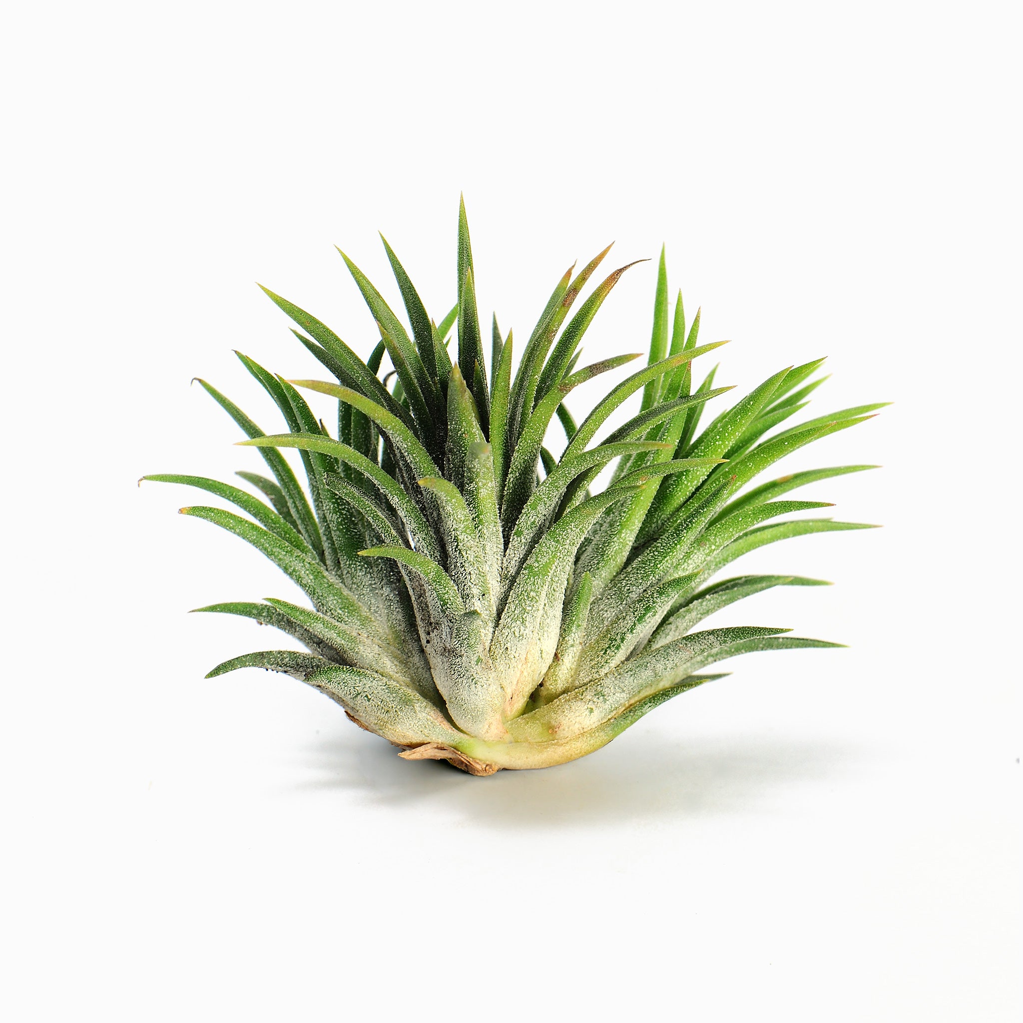 Tillandsia ionantha 'BOE1590' ex. BD
