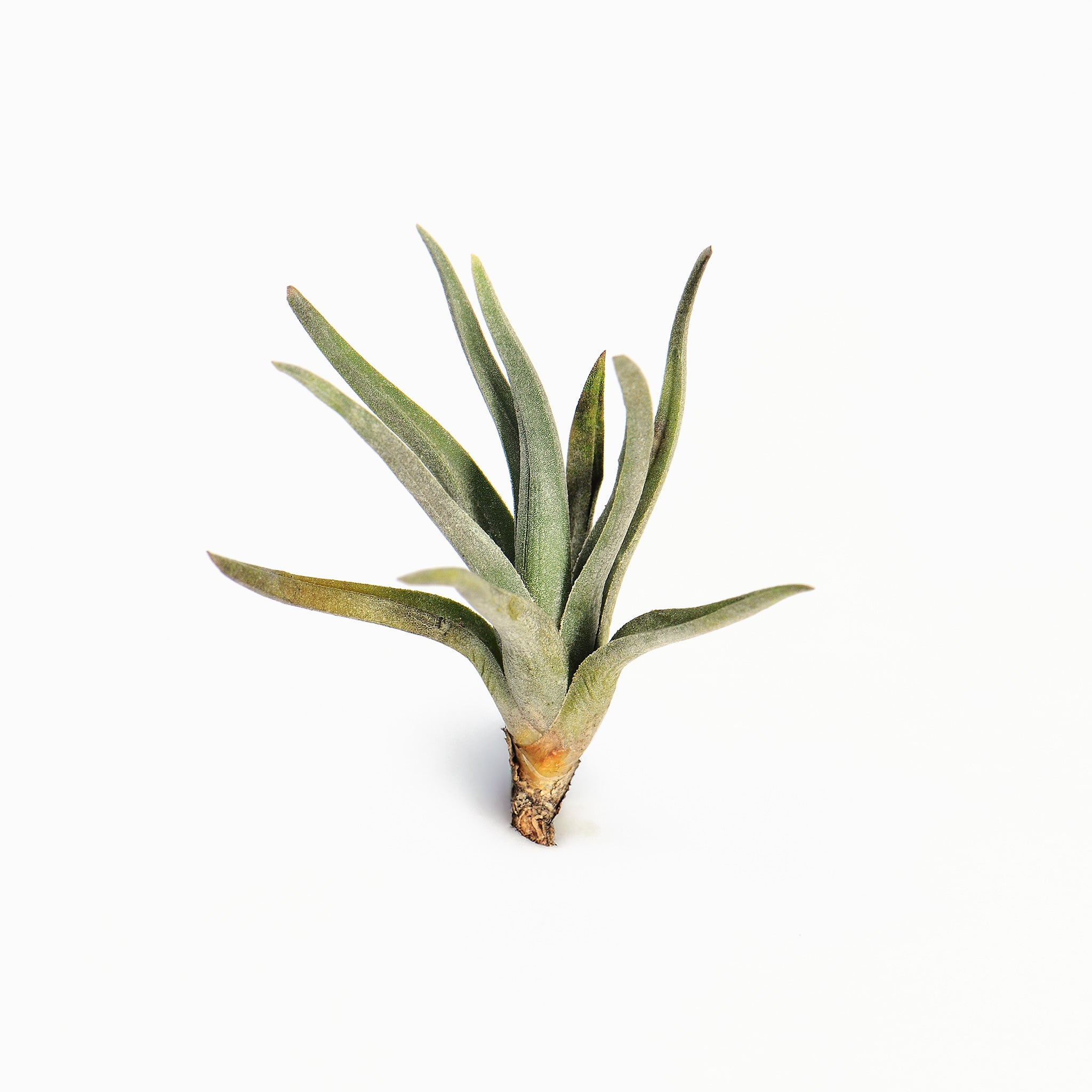 Tillandsia paleacea ssp. apuramacensis ex. KK