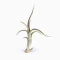 Tillandsia intermedia Air Plant