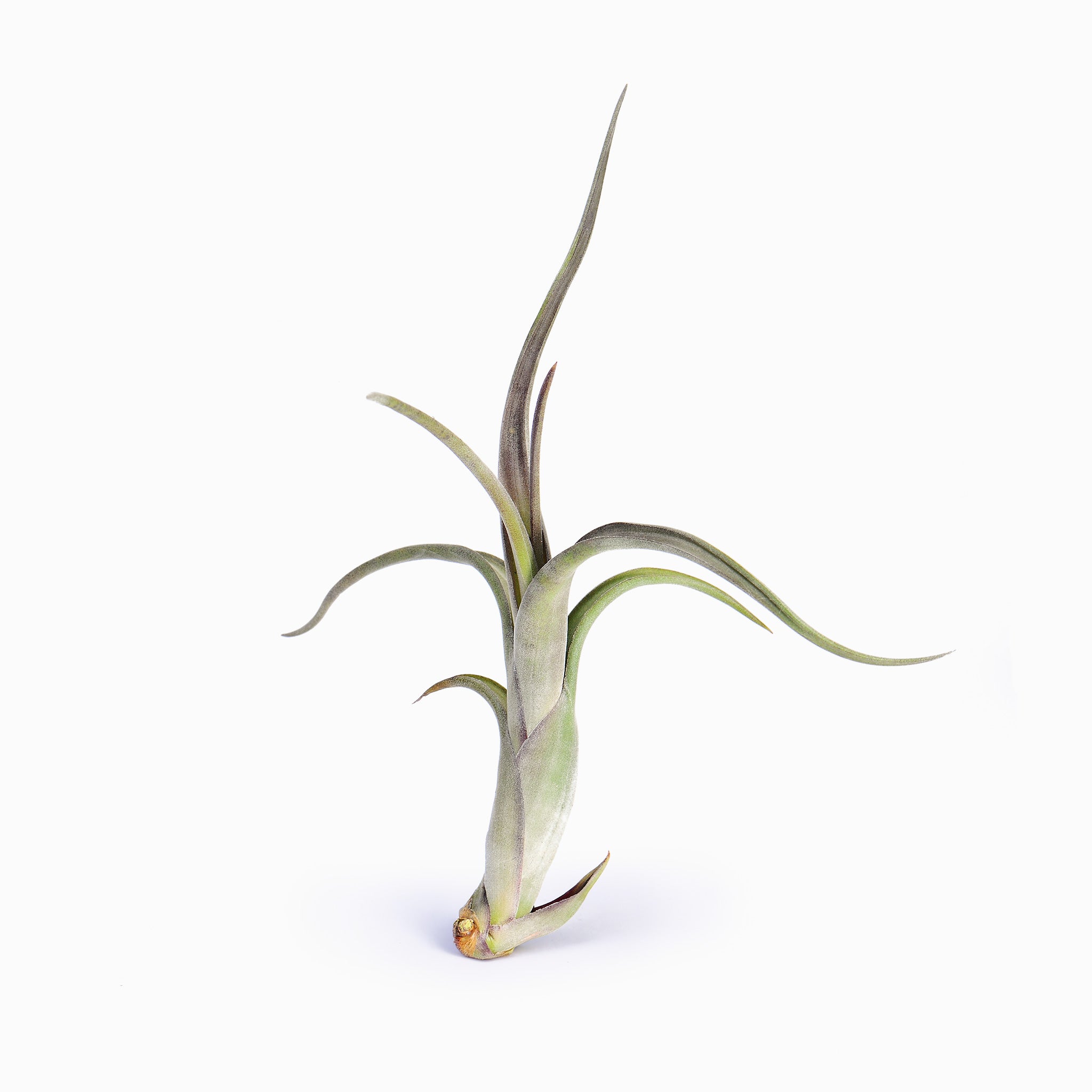 Tillandsia intermedia Air Plant