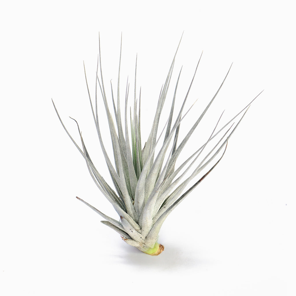 Tillandsia stricta Nivea Frosty-White Air Plant