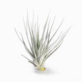 Tillandsia stricta Nivea Frosty-White Air Plant