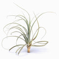 Tillandsia lorentziana Air Plant