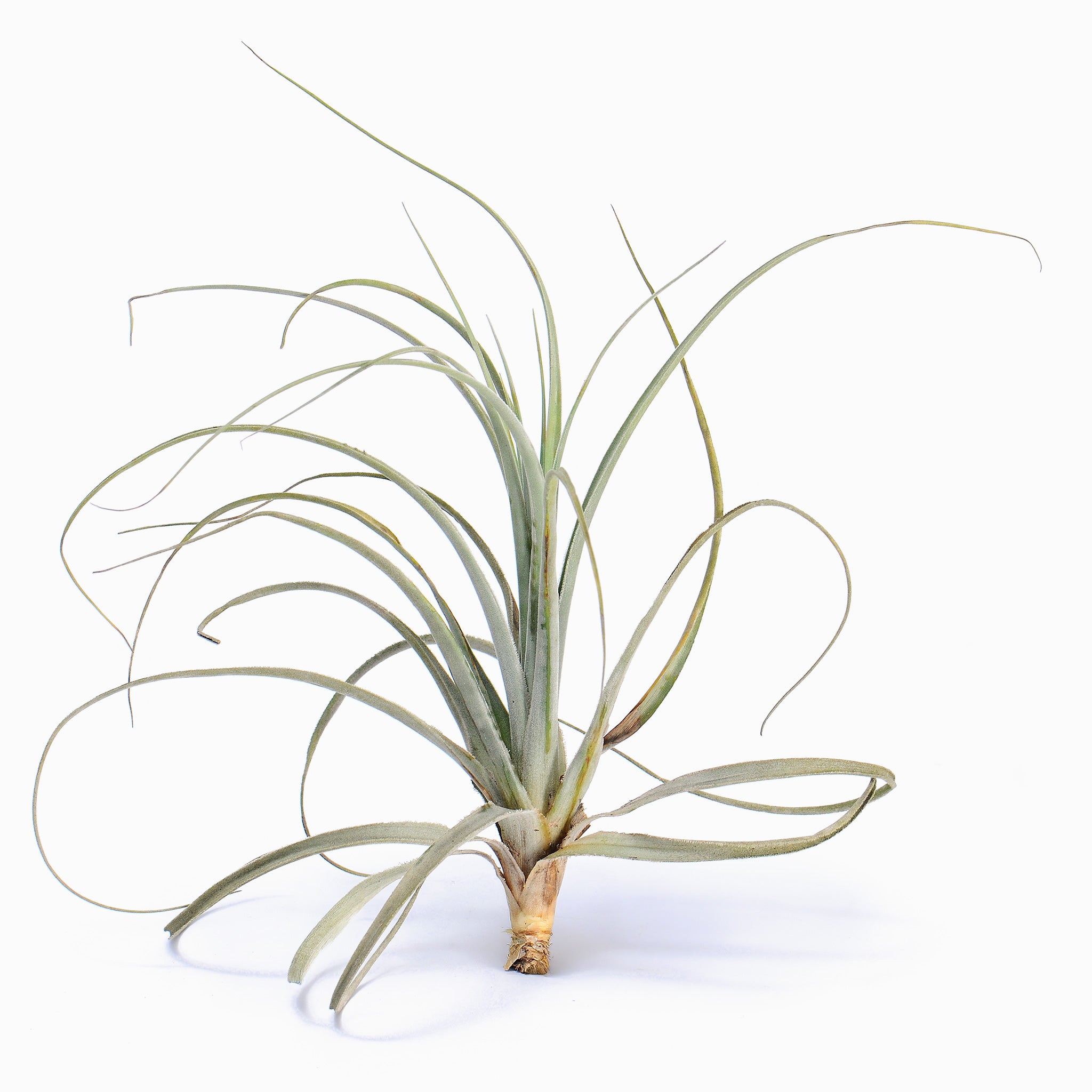 Tillandsia lorentziana Air Plant
