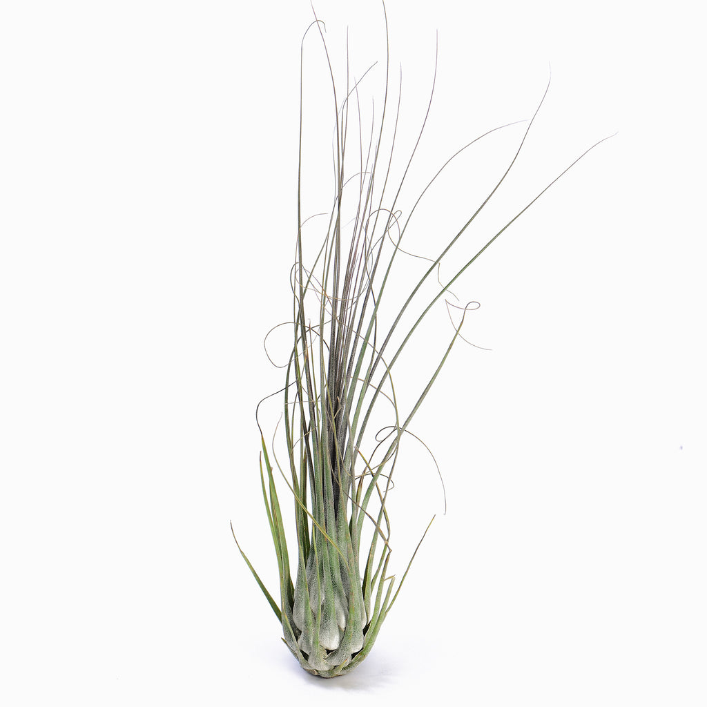Tillandsia disticha 'Major' ex. OM (Fragrant) Air Plant