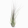 Tillandsia disticha 'Major' ex. OM (Fragrant) Air Plant