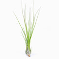 Tillandsia disticha 'Green' ex. OM (Fragrant) Air Plant