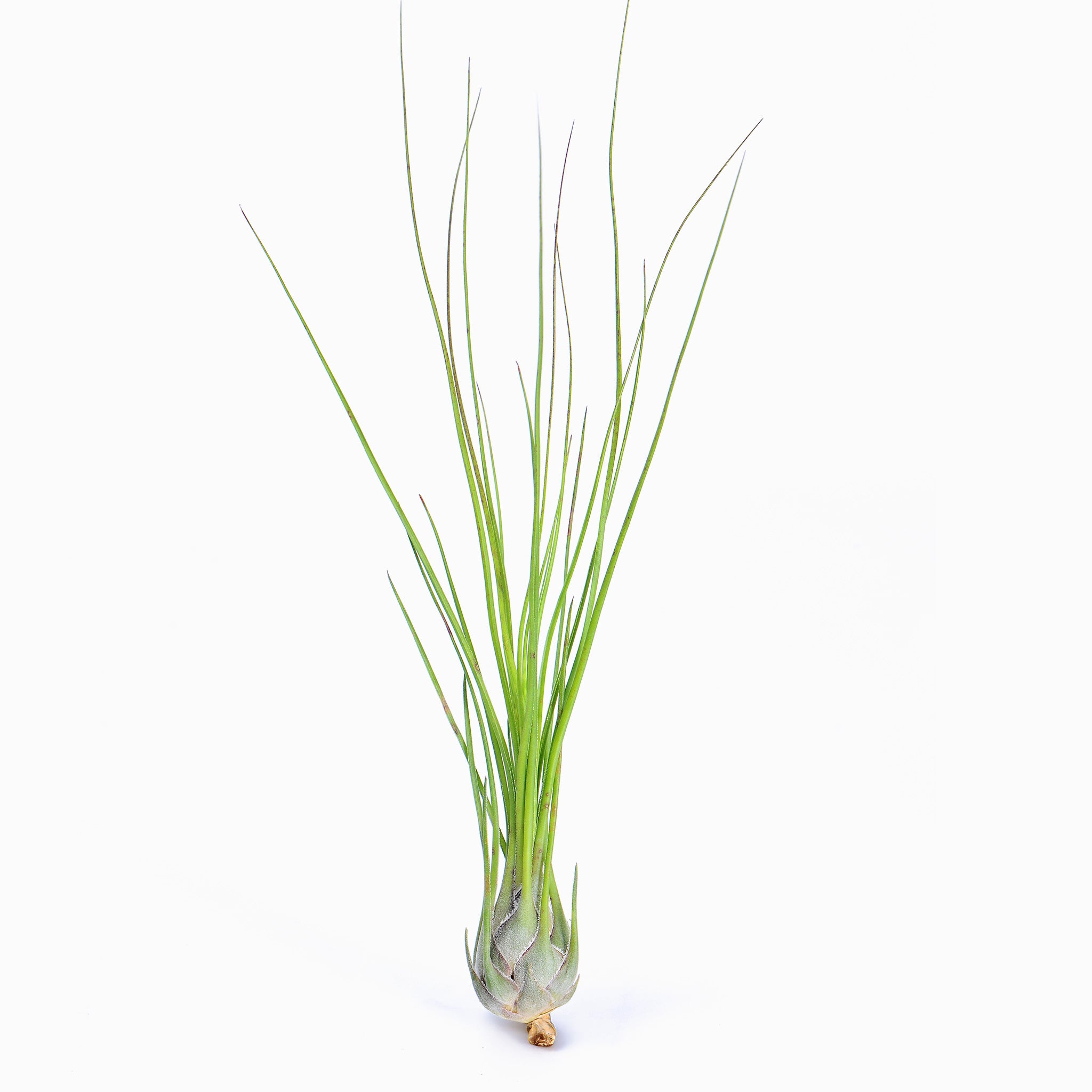 Tillandsia disticha 'Green' ex. OM (Fragrant) Air Plant