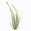 Tillandsia remota (Fragrant) Ex. Collectors Corner Air Plant