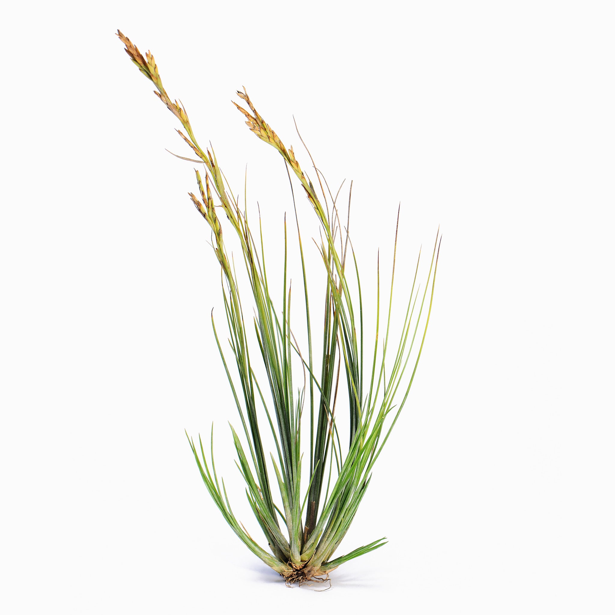 Tillandsia remota (Fragrant) Ex. Collectors Corner Air Plant