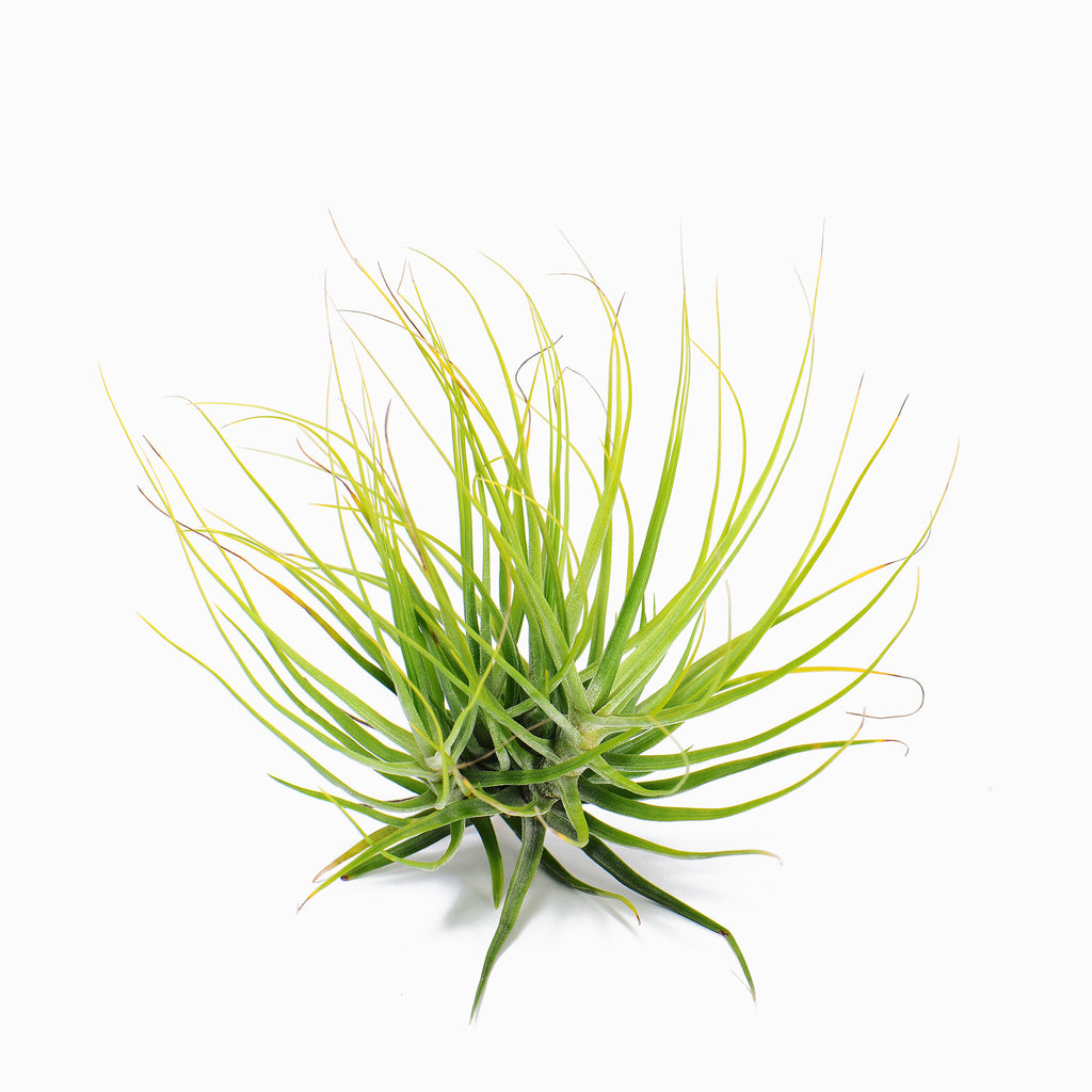 Tillandsia A Little Shy Air Plant