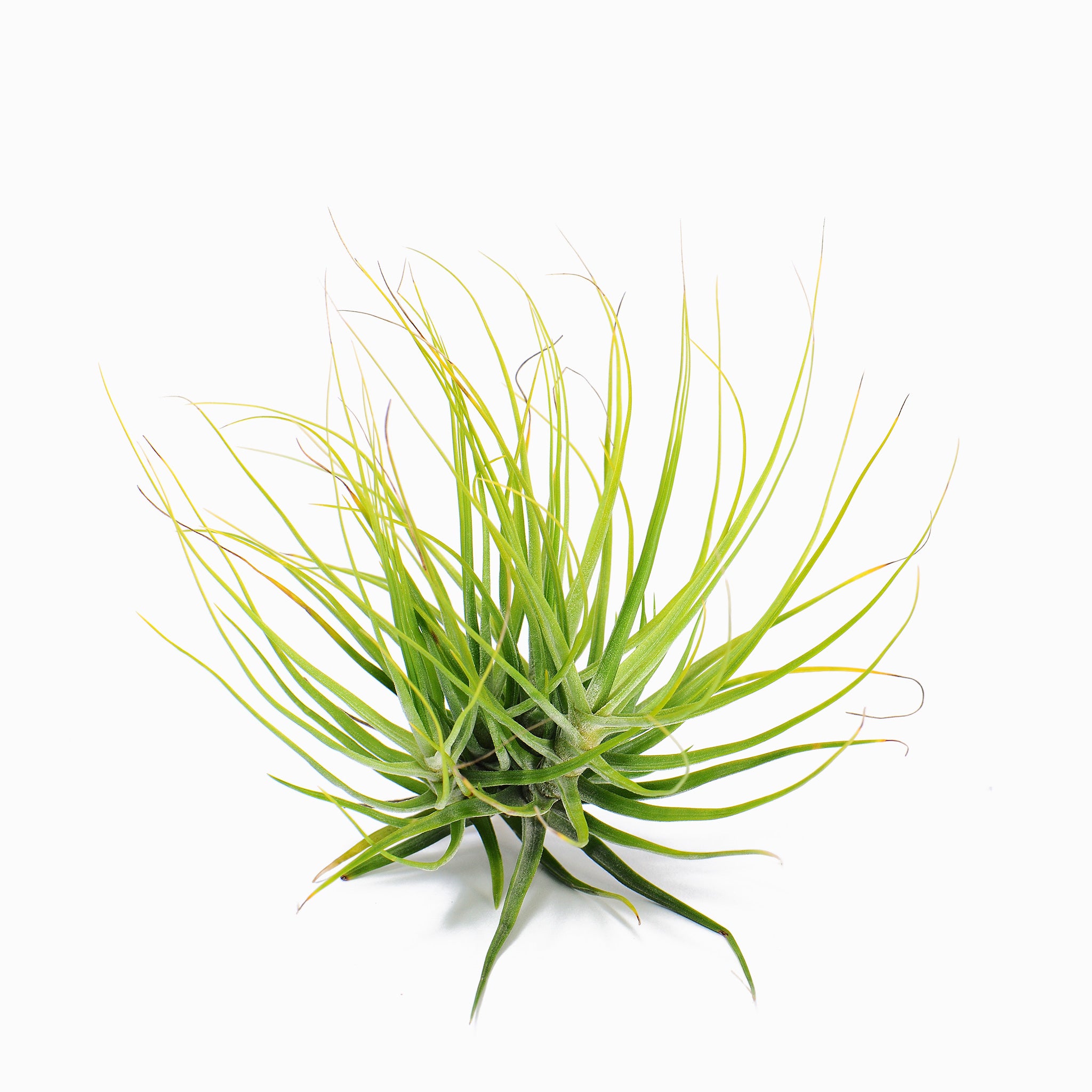 Tillandsia A Little Shy Air Plant