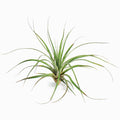 Tillandsia Floribunda Air Plant
