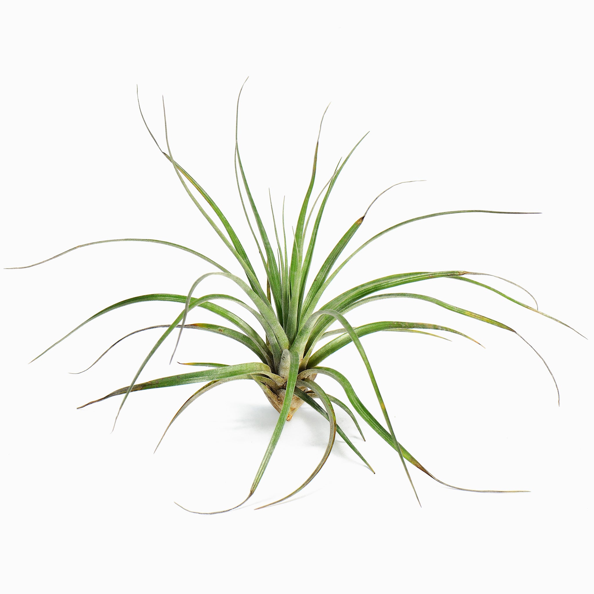 Tillandsia Floribunda Air Plant