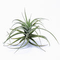 Tillandsia Kashkin (Fragrant) Air Plant