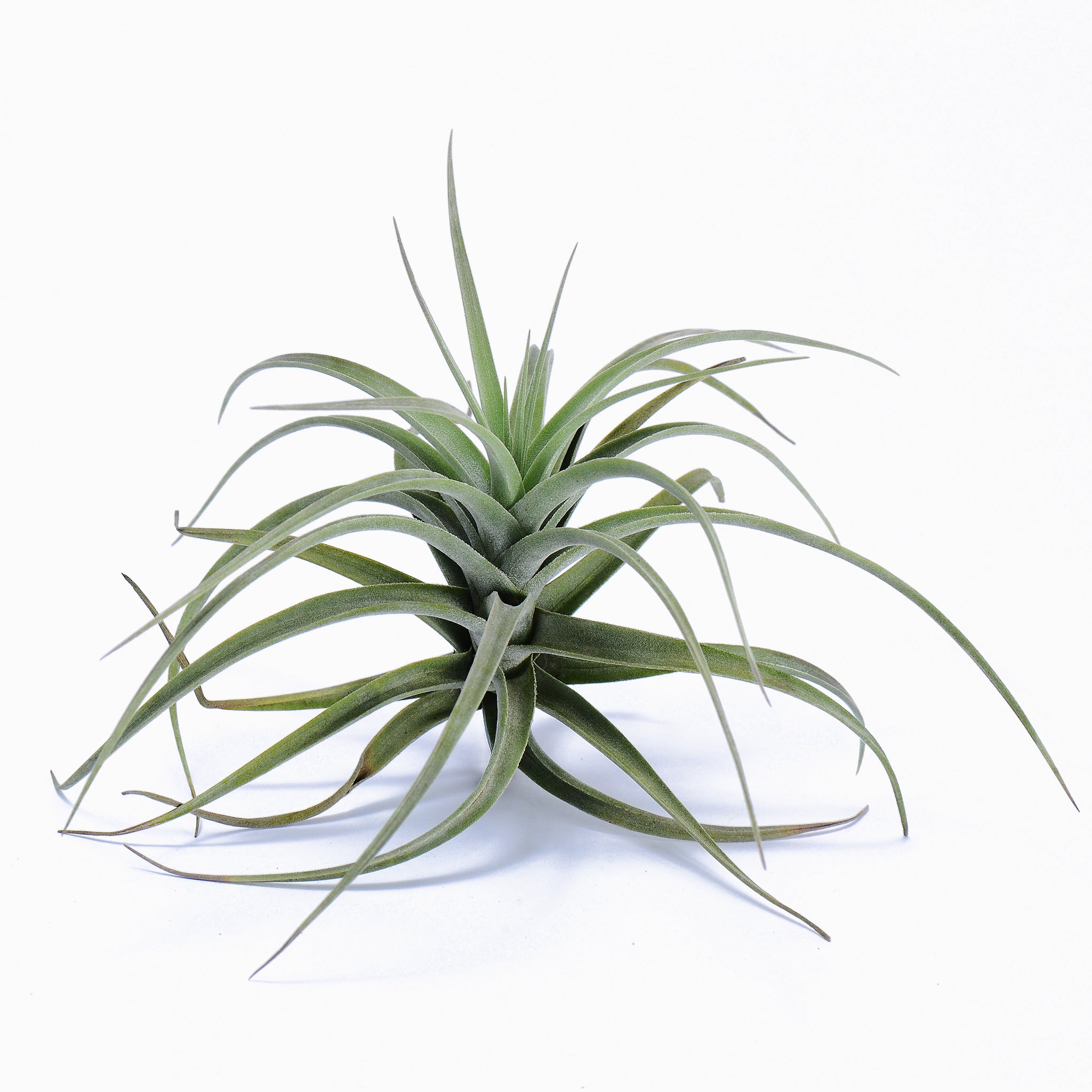 Tillandsia Kashkin (Fragrant) Air Plant