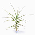 Tillandsia mereliana (Fragrant) Air Plant