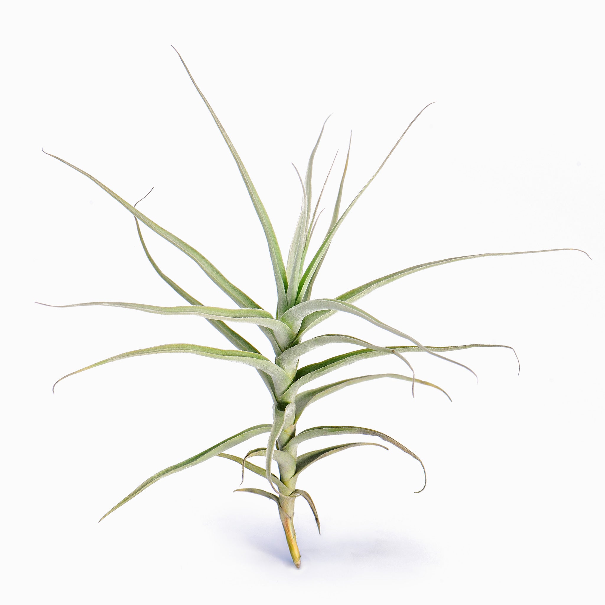Tillandsia mereliana (Fragrant) Air Plant