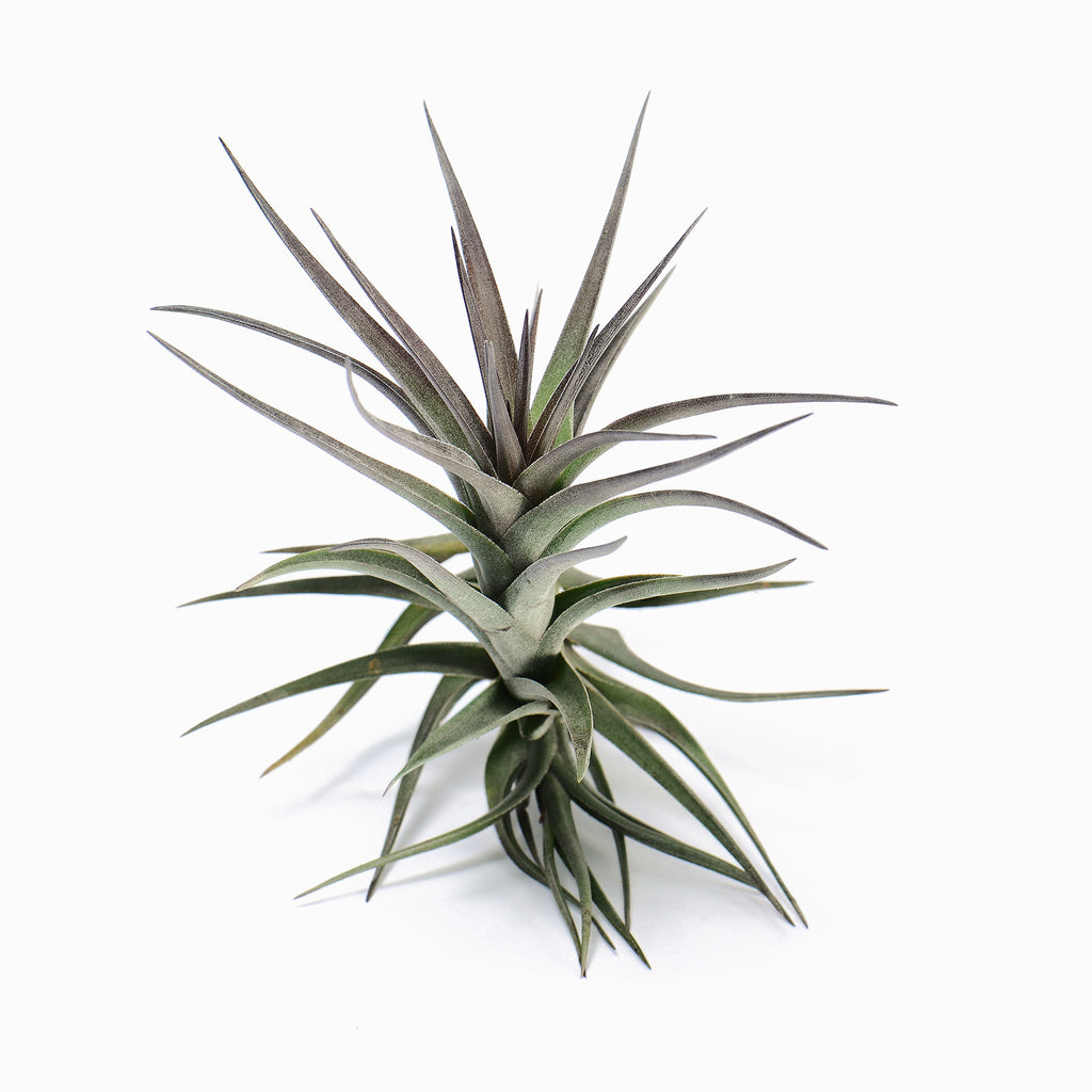 Tillandsia aeranthos Purple Leaf Air Plant