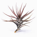 Tillandsia subteres ex. PT Air Plant