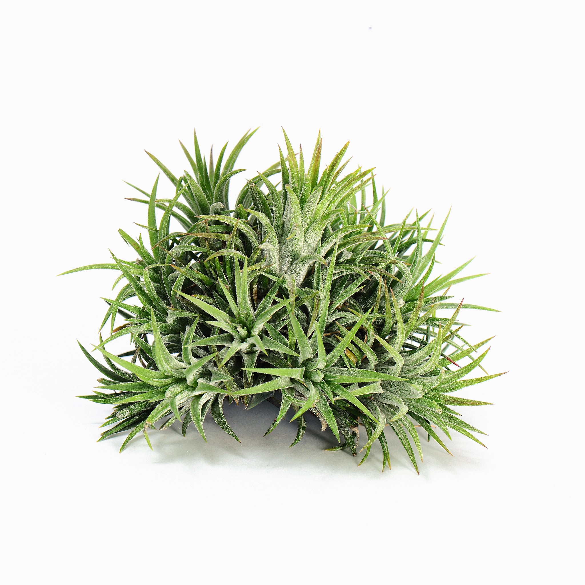 Tillandsia ionantha 'BOE1590' ex. BD