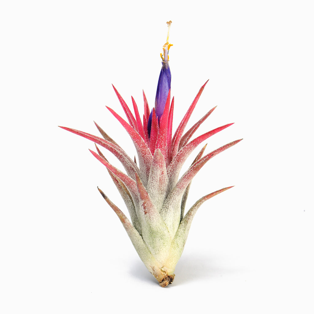 Tillandsia vanhyningii ex. CC Air Plant