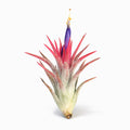 Tillandsia vanhyningii ex. CC Air Plant