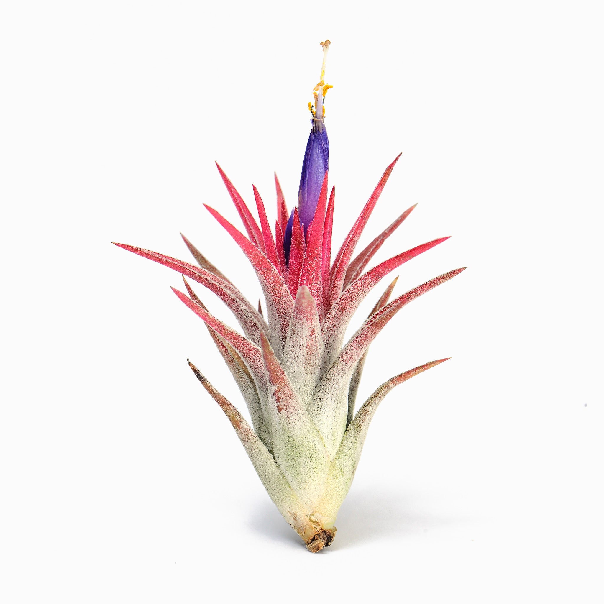 Tillandsia vanhyningii ex. CC Air Plant