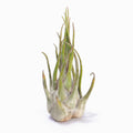 Tillandsia seleriana ex. OM Air Plant