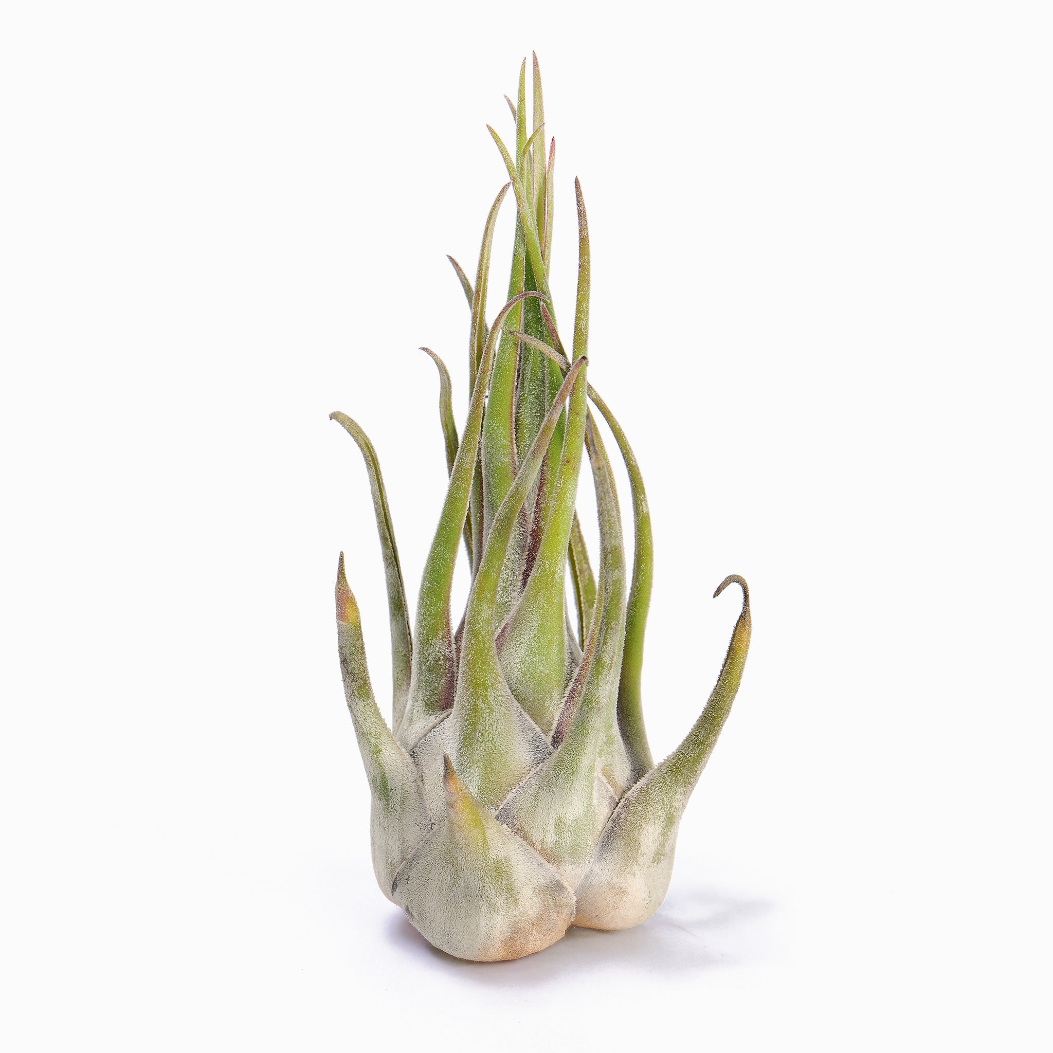 Tillandsia seleriana ex. OM Air Plant