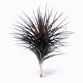Tillandsias tenuifolia Red Form Air Plant